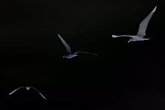 photo "Seagulls fly"