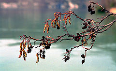 photo "Afternoon"