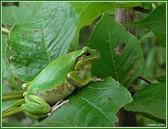 photo "The leaf frog"