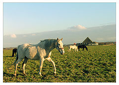 photo "White horse"