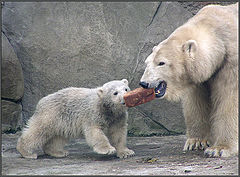 photo "Give me!"