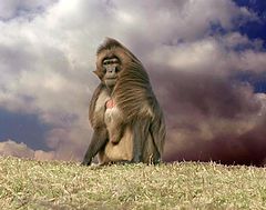 photo "Head Baboon"