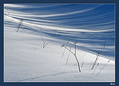 photo "Snow"
