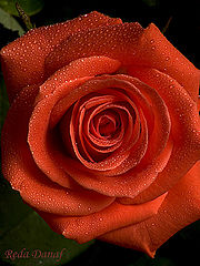 photo "Another rose."