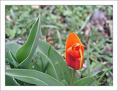 photo "Close To Flame"