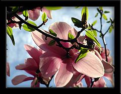 фото "pretty in pink"