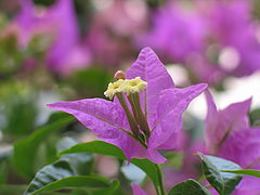 photo "one for each other"
