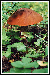 photo "Just nice mushroom!"