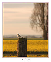 photo "Morning Solo"