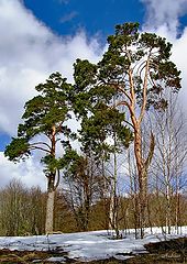 photo "Untitled photo"