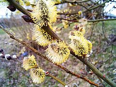 фото "Spring"