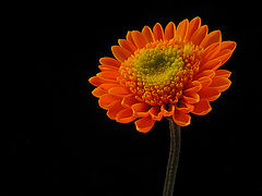 photo "Day Glow Flower"