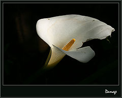 photo "Damage"