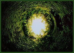 фото "Green tunnel..."