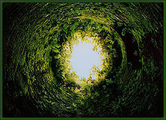 photo "Green tunnel..."