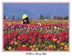 photo "A flower among Tulips"