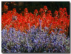 фото "purple and red"
