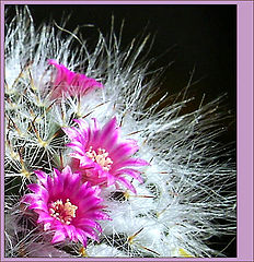photo "Cactus in color"