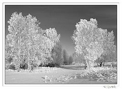 photo "Birches"