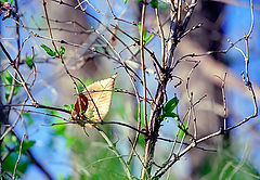 photo "Stucked Autumn..."
