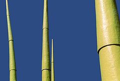 photo "bamboo"