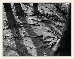 photo "Roots #2"