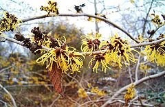 фото "Spring flower."