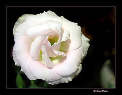 photo "Purity"