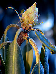 photo "Winter Bud"