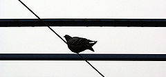 фото "nostalgical moment of pigeon"
