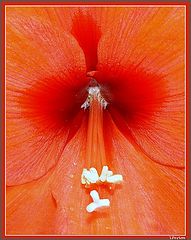 photo "Eros"