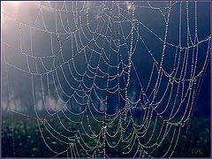 photo "Web"