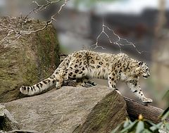 photo "Snow Leopard on the move"