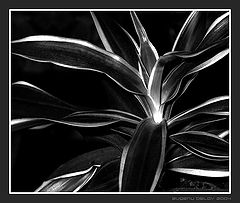 photo "Uncertainty"