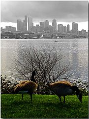 фото "odd couple"