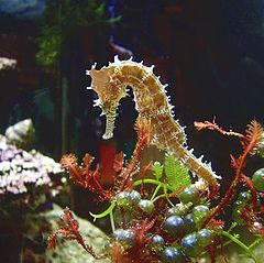 фото "spiny seahorse"