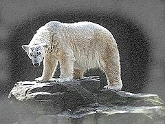 photo "Polar Bear"