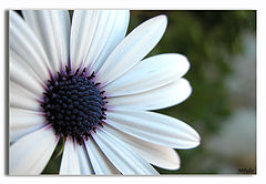 photo "Margarita 2"