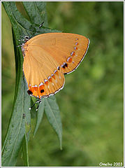 photo "The butterfly-Zephurus sp."