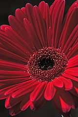фото "in reds"