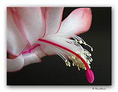 photo "May Flower"
