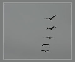 photo "Flight mechanics"