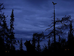photo "Wolves leave in heavens..."