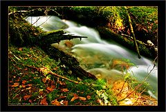 photo "Green Escape"