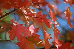 фото "A Rustling"