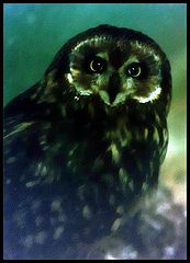 фото "Owl"