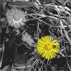 photo "Spring metamorphosises"