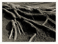 photo "Roots #3"