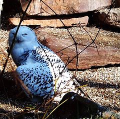 фото "Owl."