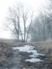 photo "Spring, occuring before dawn mist"